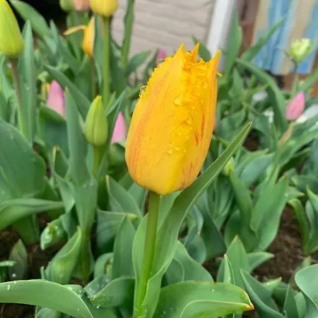 Have A Stay! - Main Street Beachapartment, 150 Meters